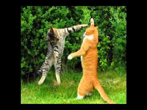 Videos De Risa Gatos Chistes De Soldados Guerra De Chistes Gatos ... Videos De Risa Gatos Chistes De Soldados Guerra De Chistes Gatos ...