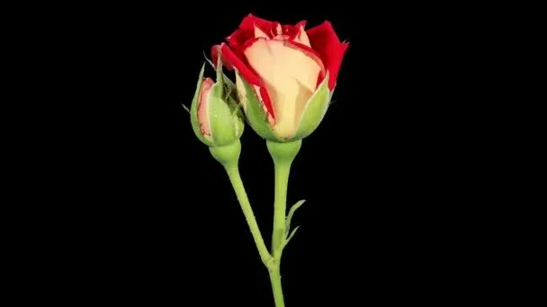 Vídeos de stock de Rosas flor , vídeos sin royalties de Rosas flor ... Vídeos de stock de Rosas flor , vídeos sin royalties de Rosas flor ...