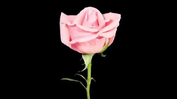Vídeos de stock de Rosas flor , vídeos sin royalties de Rosas flor ... Vídeos de stock de Rosas flor , vídeos sin royalties de Rosas flor ...
