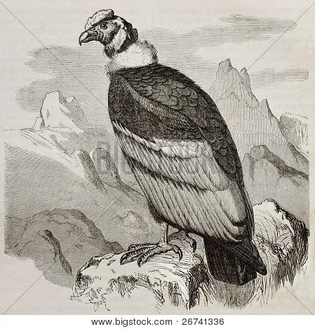 Vieja ilustración del Cóndor Andino (Vultur gryphus). Creado por ...