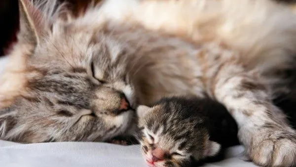 Un viejo gato azul: Primeros días de los gatitos bebes
