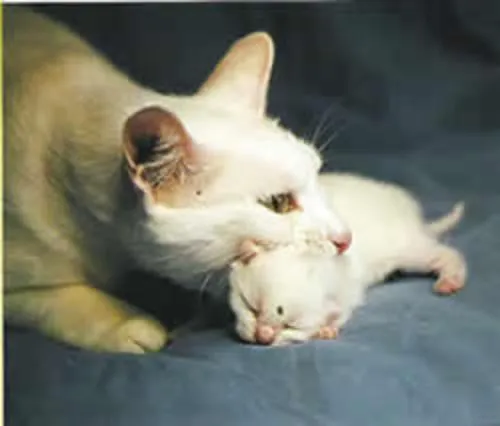 Un viejo gato azul: Pos Parto y primeros días de los gatitos ...