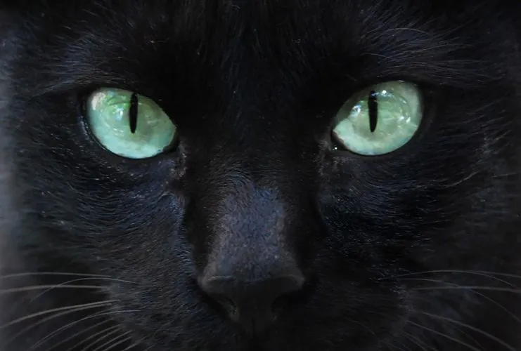 Un viejo gato azul: Raza Común Europea-El Gato Negro Un viejo gato azul: Raza Común Europea-El Gato Negro