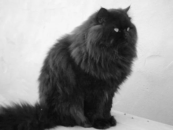 Un viejo gato azul: Razas: Gato Himalayo