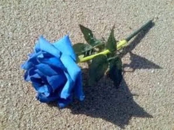 VIENTOS DE OTOÑO POR JEM WONG - ROSAS AZULES POR FANNY JEM WONG