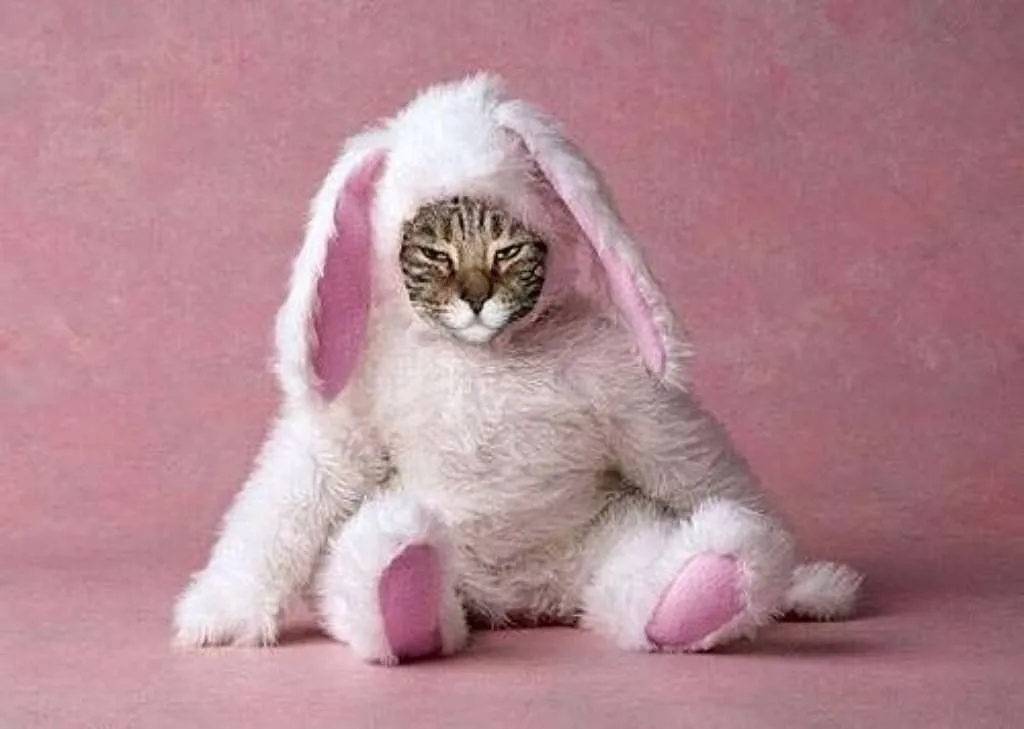 viernes carnalero | Cuidar de tu gato es facilisimo. viernes carnalero | Cuidar de tu gato es facilisimo.