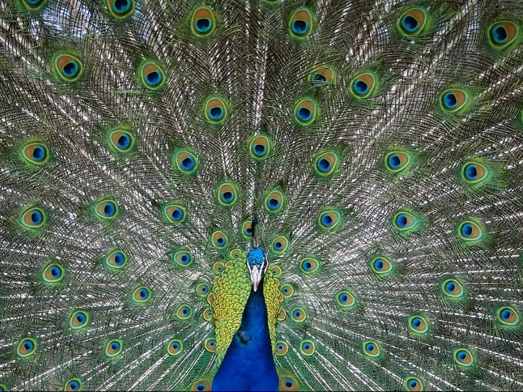 Viernes de Fotografía - Pavo Real | La Jirafa Rosada