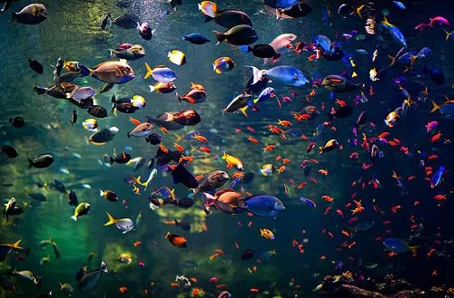 Villa Mara — Como peces de colores nadando en círculos por las...