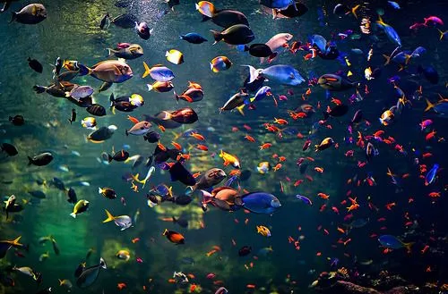 Villa Mara — Como peces de colores nadando en círculos por las... Villa Mara — Como peces de colores nadando en círculos por las...