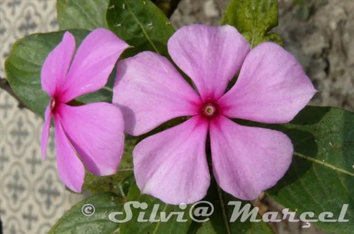 Vinca lila y fucsia | MARAVILLATE