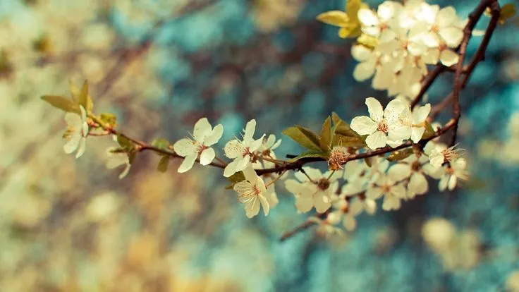 vintage pictures | Vintage Flower Background | HD Desktop ... vintage pictures | Vintage Flower Background | HD Desktop ...