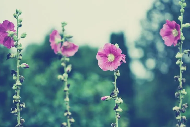 Vintage-Pink-Flowers-wide-i.jpg