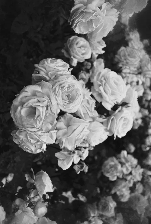vintage rose preto e branco mr confusion tumblr rosas mr- vintage rose preto e branco mr confusion tumblr rosas mr-