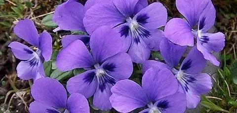 La violeta, una pequeña planta muy perfumada | EROSKI CONSUMER La violeta, una pequeña planta muy perfumada | EROSKI CONSUMER