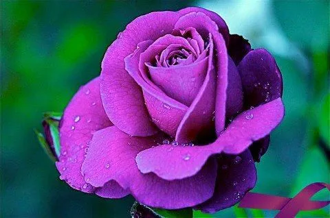 Violeta Violett ♥: ♥ MEDITACIÓN DE LAS SIETE ROSAS ♥ Violeta Violett ♥: ♥ MEDITACIÓN DE LAS SIETE ROSAS ♥