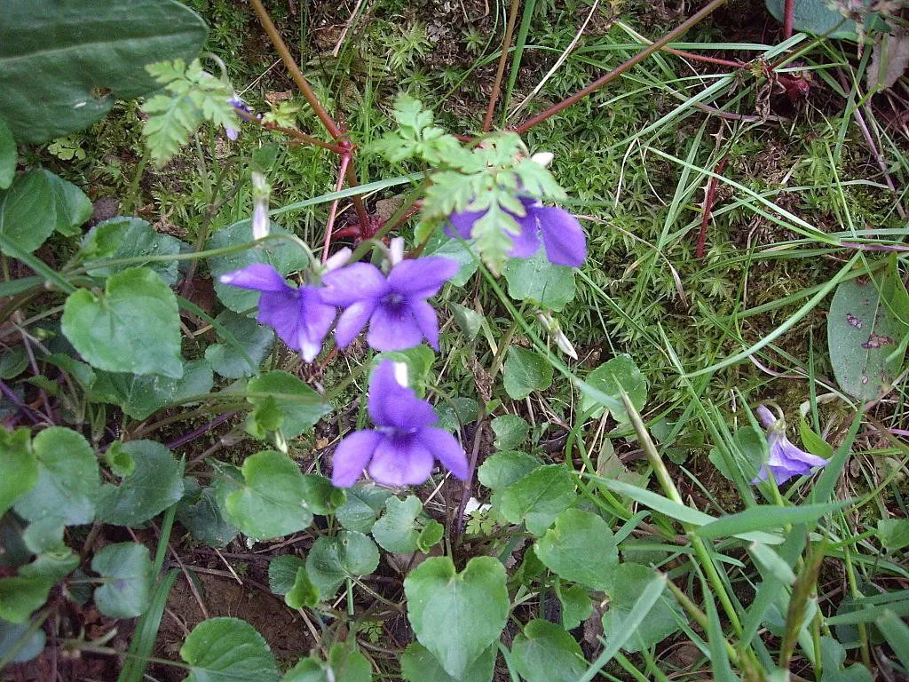 violetas | Cuidar de tus plantas es facilisimo. violetas | Cuidar de tus plantas es facilisimo.
