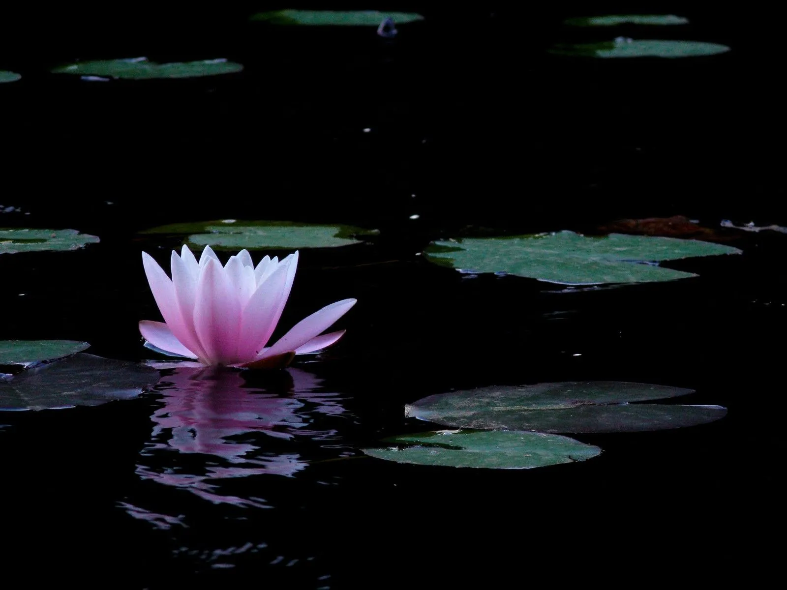 violetas: LEYENDA DE LA FLOR DE LOTO