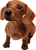 Violetta .: Mascotas