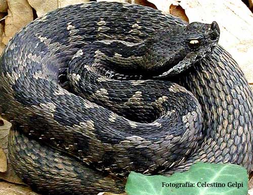 Vipera latastei, víbora fociñuda ou cornuda. A vida nos ríos galegos. Vipera latastei, víbora fociñuda ou cornuda. A vida nos ríos galegos.