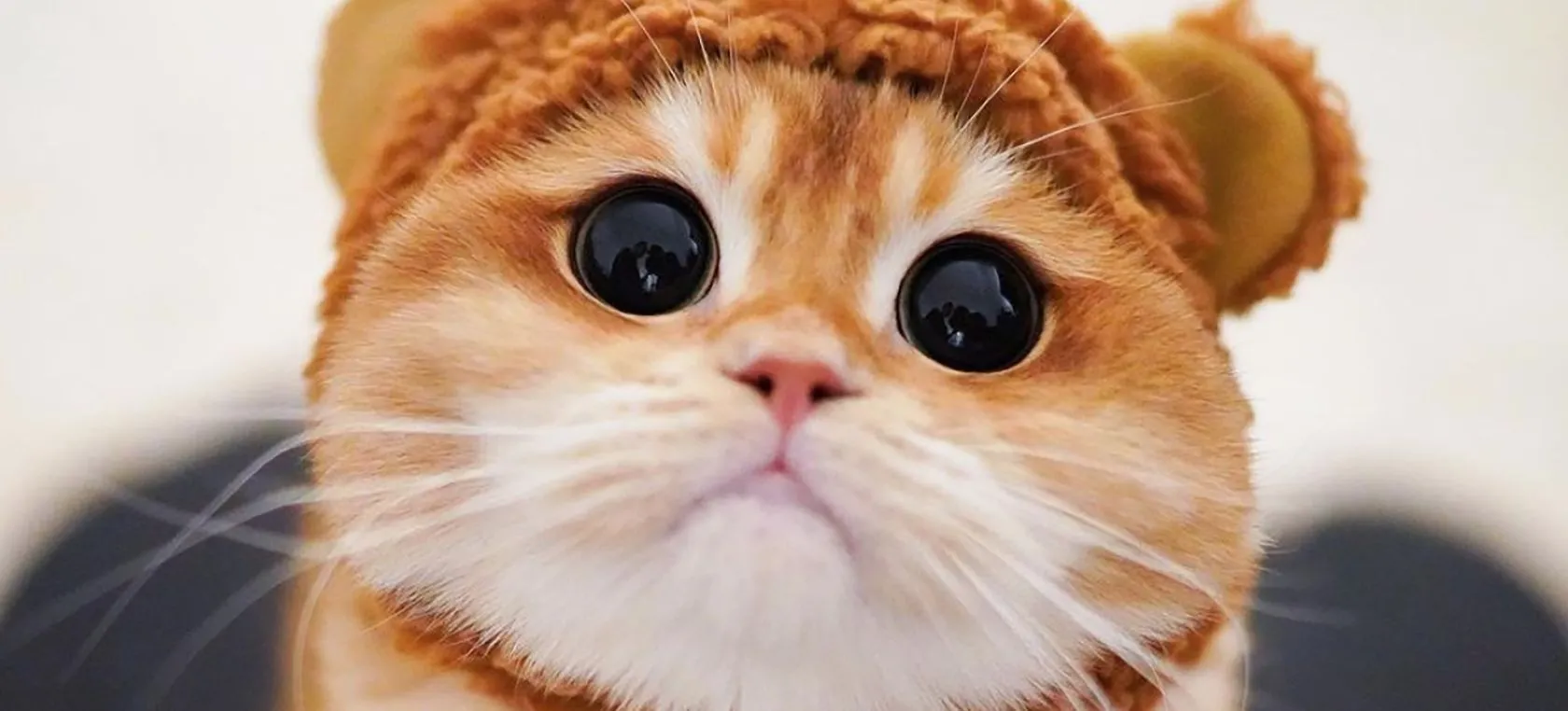 Viral Internet: Gatito se vuelve viral en las redes sociales por su enorme  parecido con el Gato con Botas de Shrek | Actualidad | LOS40 México