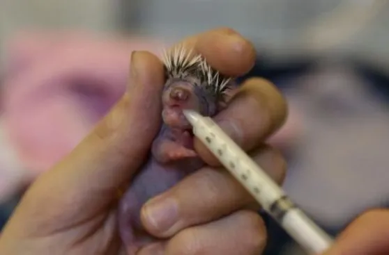 Nuevo viral: mira cómo alimentan a un bebe erizo | Animales ...
