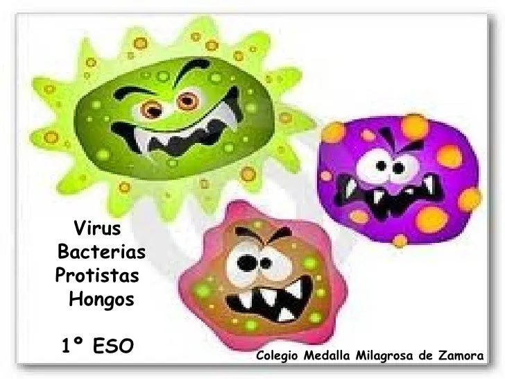 Virus bacterias hongos y protistas.