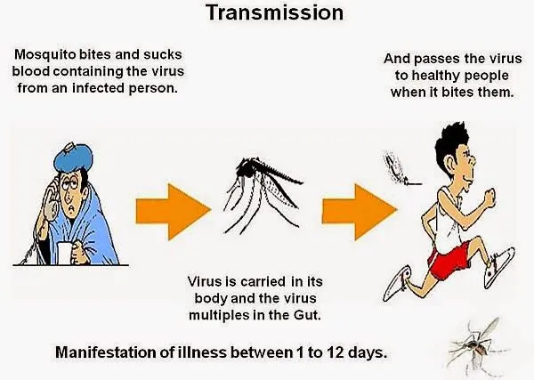 Qué hay que saber sobre el virus sin cura chikungunya que se ...