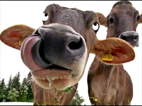 El virus de las vacas Locas - YouTube El virus de las vacas Locas - YouTube