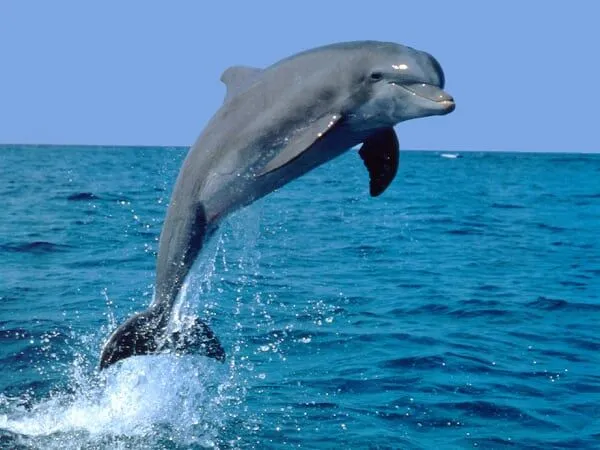 Visión de una Gaviota: CUENTOS DEL MAR