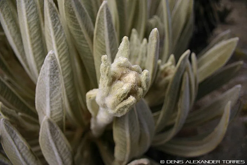 VISION TORRES - IMAGENES DE NUESTRO MUNDO: FRAILEJONES: SÍMBOLOS ...