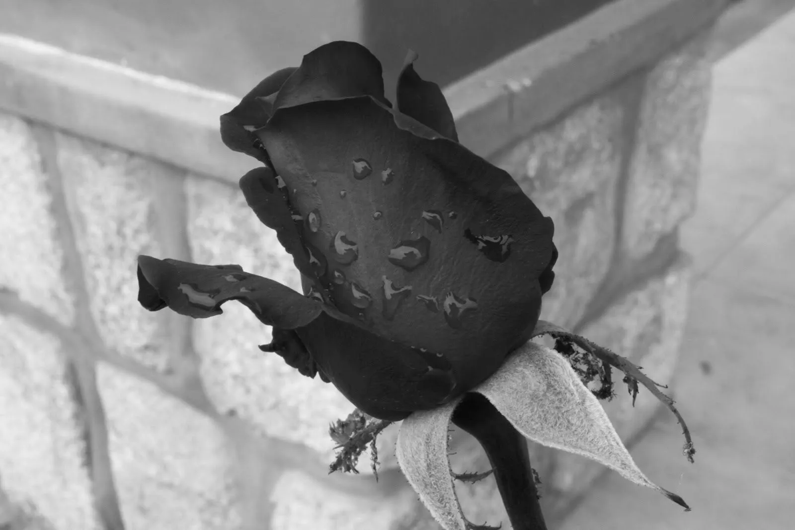 Visiones aromatizadas de añil: La Rosa Negra (capítulo final) Visiones aromatizadas de añil: La Rosa Negra (capítulo final)