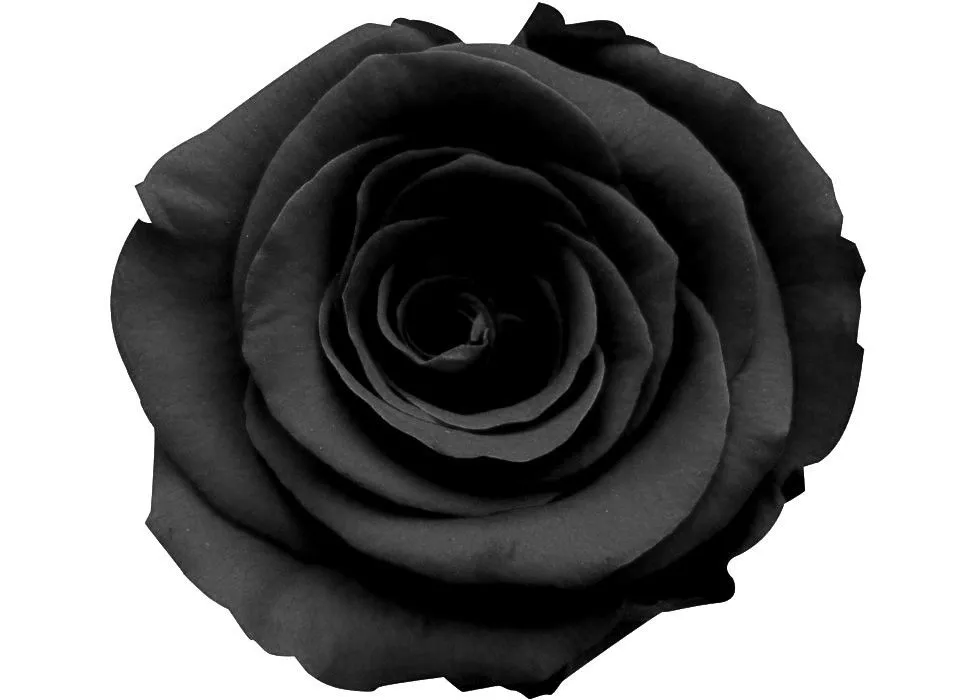 Visiones aromatizadas de añil: La Rosa Negra (Capítulo VIII) Visiones aromatizadas de añil: La Rosa Negra (Capítulo VIII)