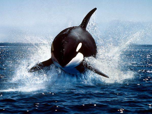 Visiting Orcas feature | Earth in Transition Visiting Orcas feature | Earth in Transition