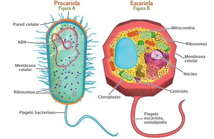 BIOLOGÍA PARA CHAVOS": abril 2015