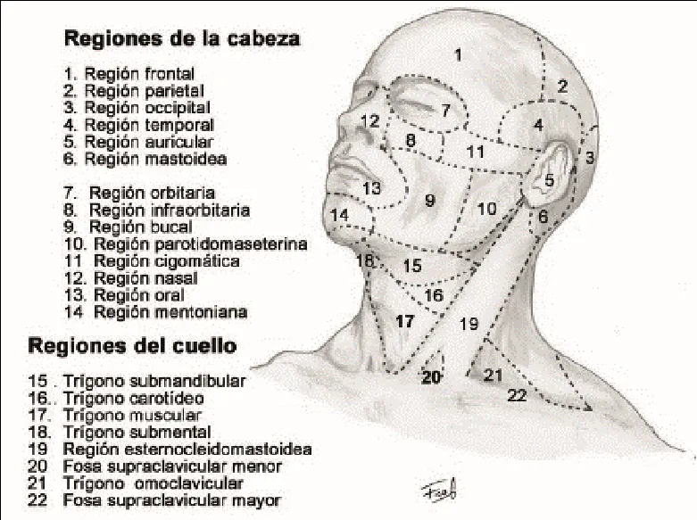 Visor Redalyc - La semántica estructural de la lírica en los caligramas no  canónicos de la poesía posmoderna[1]