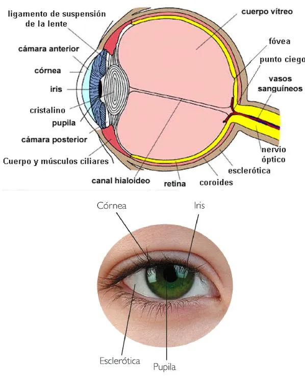 Vista sana. Prevención y nuevas técnicas (I) | A través de tus ojos