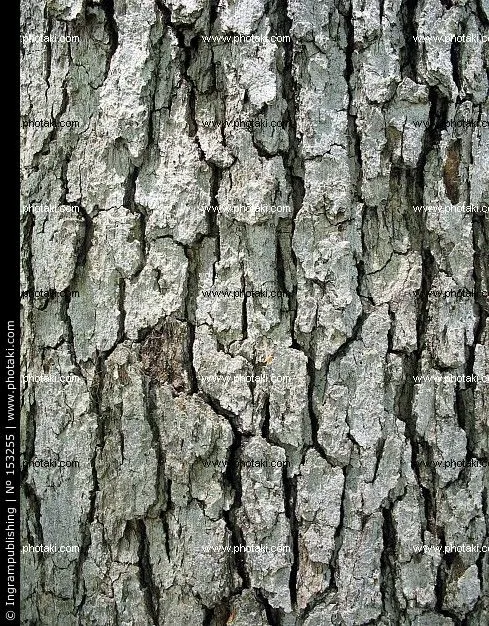 VITOPLÁSTICA