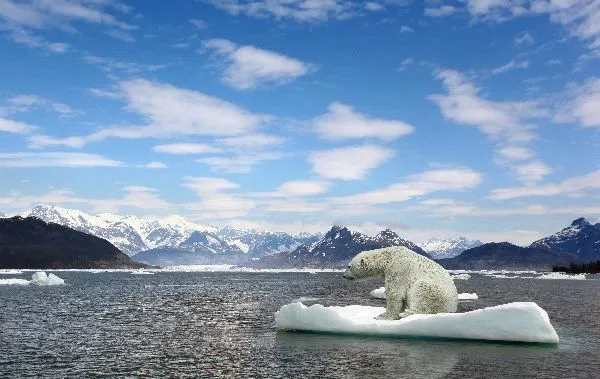 Donde vive el oso polar | OSOPOLARPEDIA