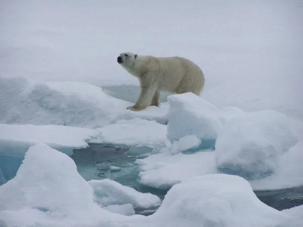 Donde vive el oso polar | OSOPOLARPEDIA