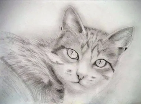 Vive, que no es poco.: Como dibujar la cabeza de un gato. Vive, que no es poco.: Como dibujar la cabeza de un gato.