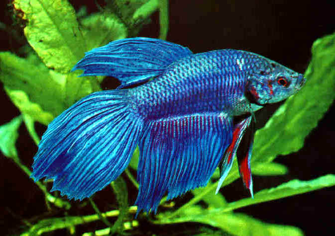 Vive Sana: Los Peces cambian de Sexo por Sustancias Químicas