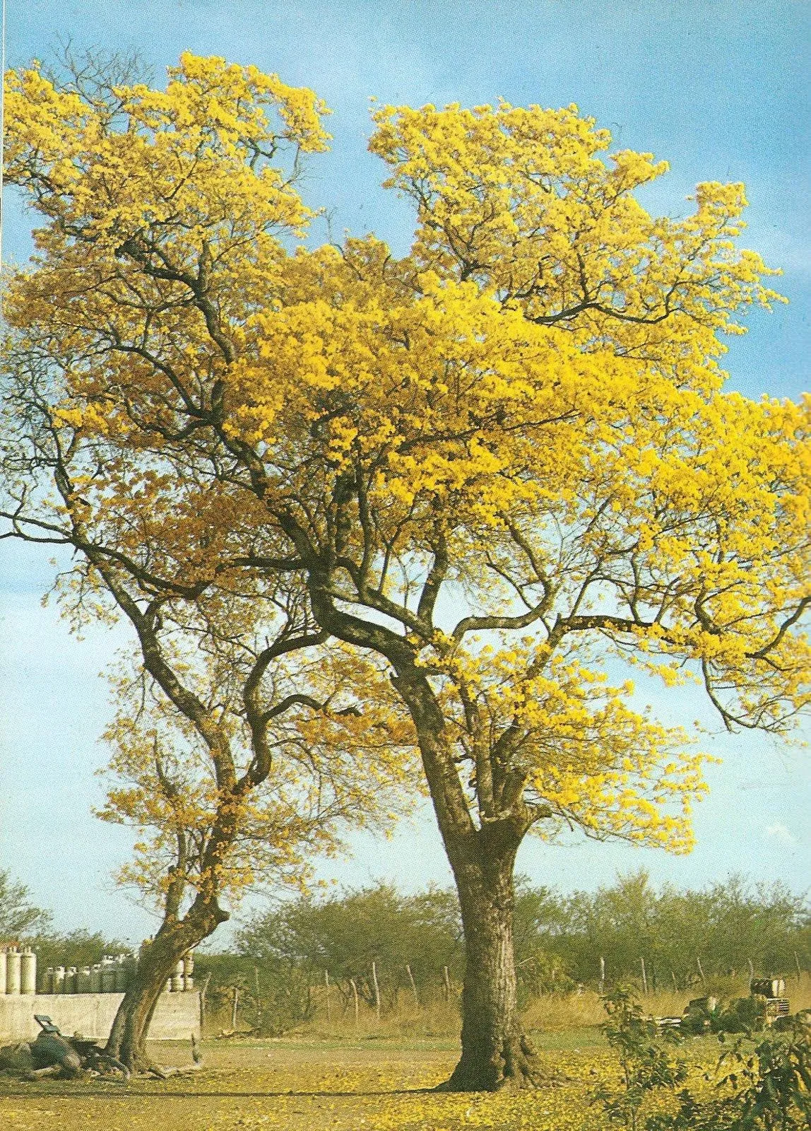 VIVENCIAS LLANERAS DEL ABUELO: El Araguaney, Arbol Nacional del ... VIVENCIAS LLANERAS DEL ABUELO: El Araguaney, Arbol Nacional del ...