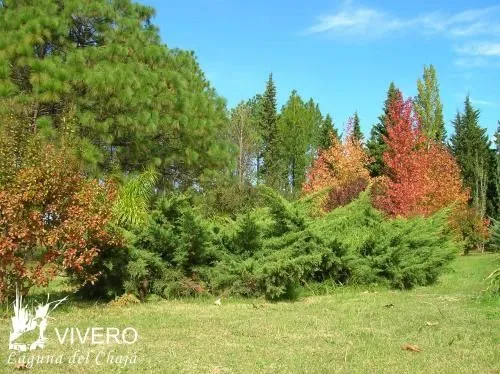 Vivero de arboles, arbustos y c??sped - Maldonado, Uruguay - Casa ... Vivero de arboles, arbustos y c??sped - Maldonado, Uruguay - Casa ...