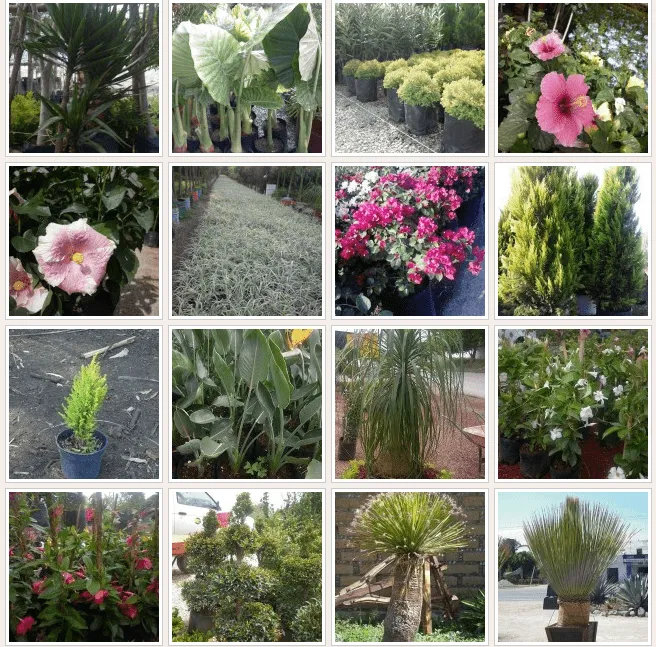 Vivero La Flor de Morelos - AgroAnuncios.Mx Vivero La Flor de Morelos - AgroAnuncios.Mx