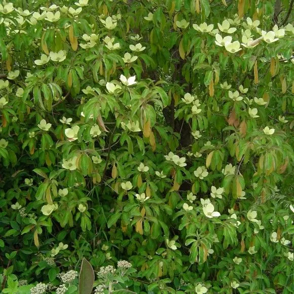 Vivero Pilmaiquen, Todo lo que necesita para su jardín, Arbol de ...