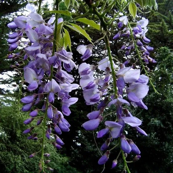 Vivero Pilmaiquen, Todo lo que necesita para su jardín, Arbol de ... Vivero Pilmaiquen, Todo lo que necesita para su jardín, Arbol de ...