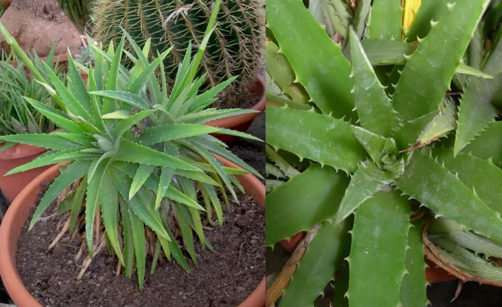 Viveros Vangarden: Bromeliáceas terrestres