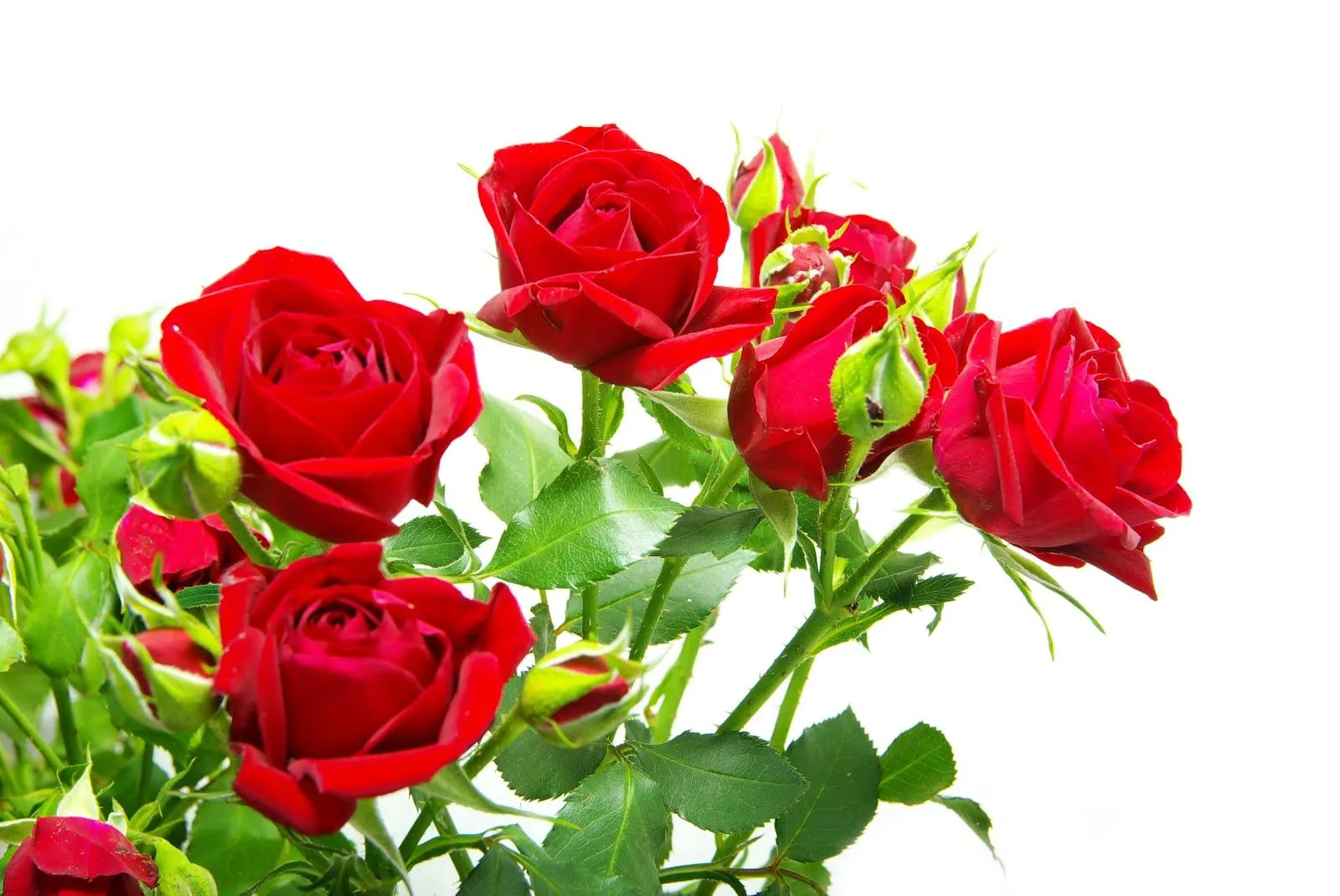 ViVi En Arte , cuadros,artesanias,,técnicas.: IMAGEN DE ROSAS PARA ... ViVi En Arte , cuadros,artesanias,,técnicas.: IMAGEN DE ROSAS PARA ...
