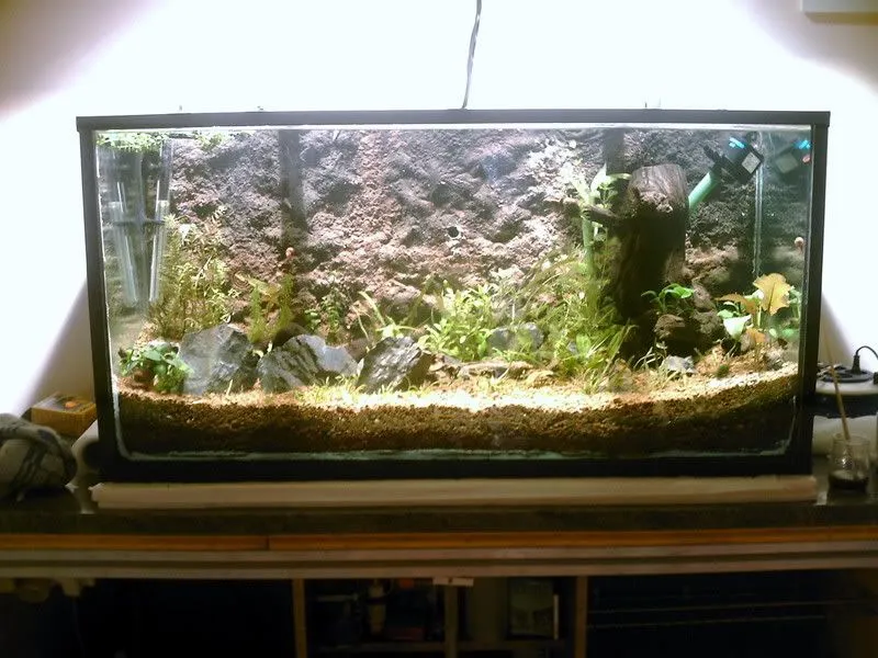 Viviendo en un acuario: Fondo Rocoso SUPERFÁCIL