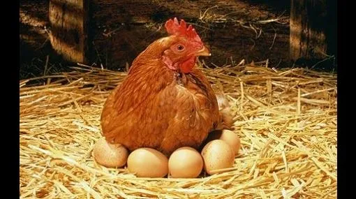Viviendo... Muriendo..., ¿Qué fue primero, el huevo o la gallina? Viviendo... Muriendo..., ¿Qué fue primero, el huevo o la gallina?
